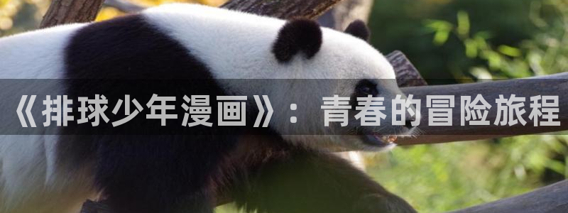 贝勒漫画全部周期：《排球少年漫画》：青春的冒险旅程